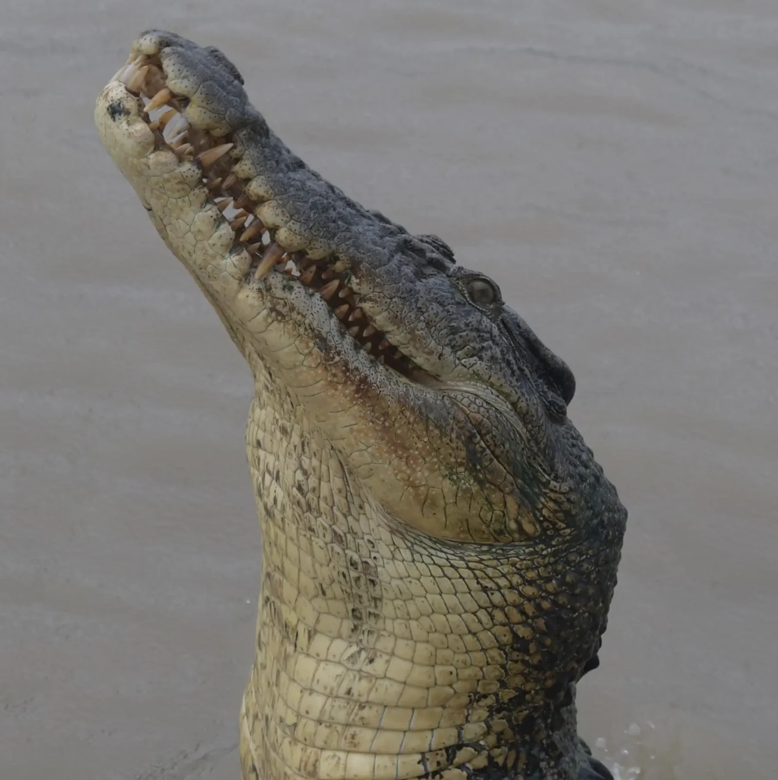 Longest living crocodile